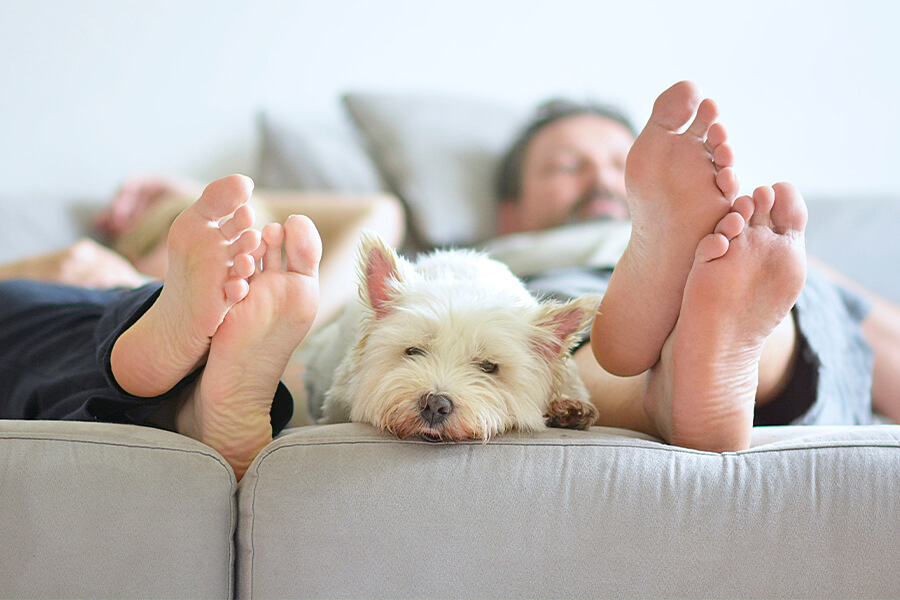 testimonial-comfort-dog